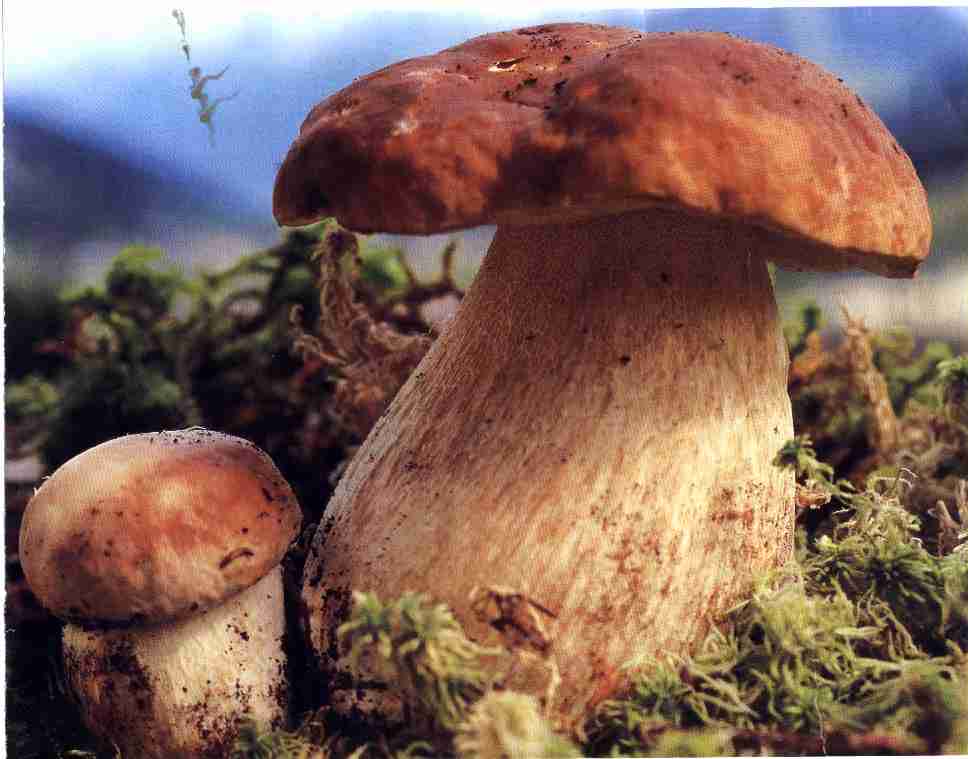  Image name: 172 Porcino.jpg 
 width: 968 pixel 
 height: 759 pixel 
 Size: 44453 bytes 
 Click to enlarge 